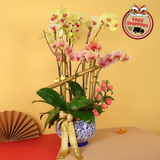 Thriving Luck (3 Single & 2 Double Stalks) - Orchid Phalaenopsis