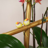 Thriving Luck (3 Single & 2 Double Stalks) - Orchid Phalaenopsis