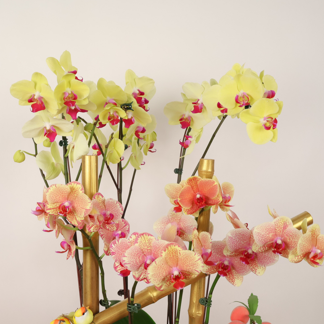 Thriving Luck (3 Single & 2 Double Stalks) - Orchid Phalaenopsis