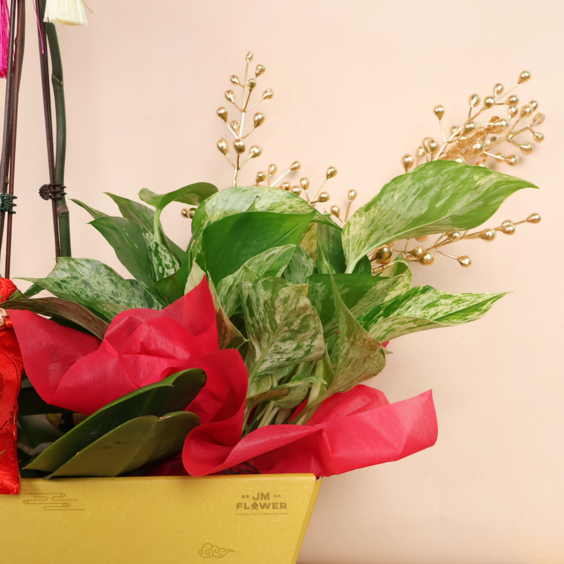 Treasure Majesty (1 Double & 1 Single Stalks) - Orchid Phalaenopsis