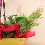 Treasure Majesty (1 Double & 1 Single Stalks) - Orchid Phalaenopsis