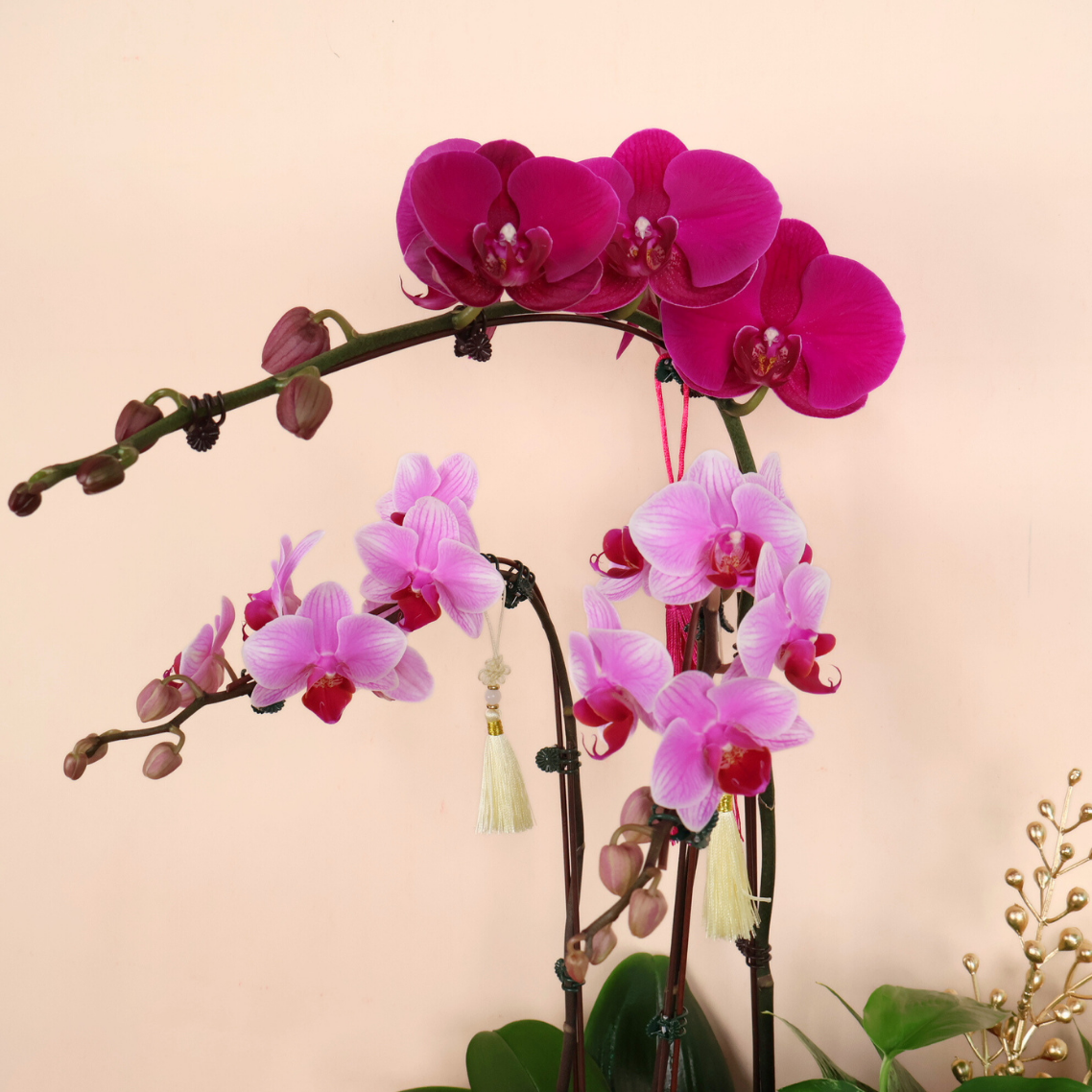 Treasure Majesty (1 Double & 1 Single Stalks) - Orchid Phalaenopsis