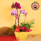 Treasure Majesty (1 Double & 1 Single Stalks) - Orchid Phalaenopsis