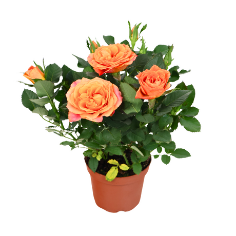 Mini Rose Plant 10.5cm Pot