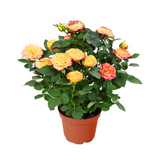 Mini Rose Plant 10.5cm Pot