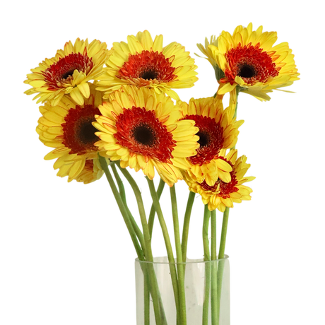Gerbera (Malaysia)