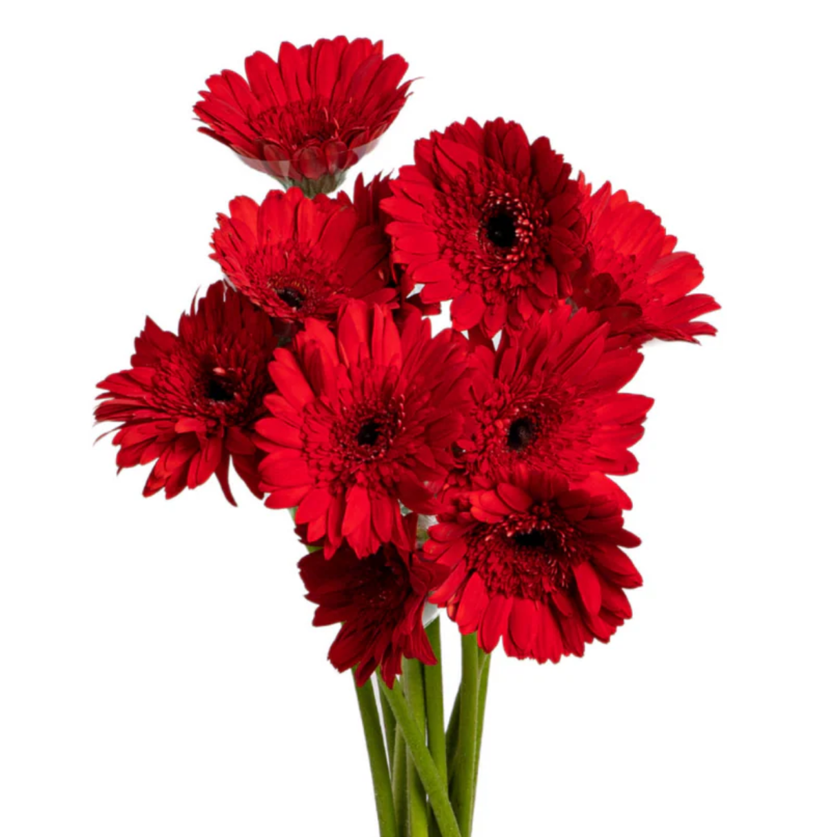 Gerbera (Malaysia)