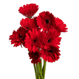 Gerbera (Malaysia)