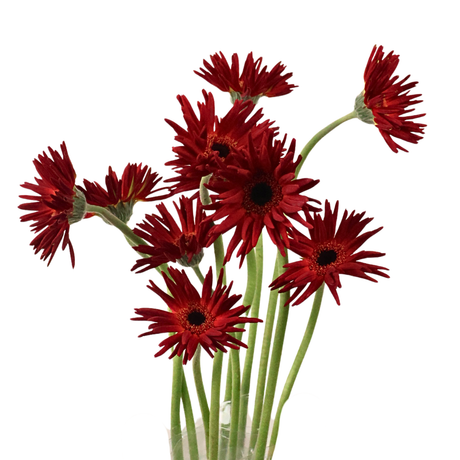 Gerbera - Spider (Malaysia)