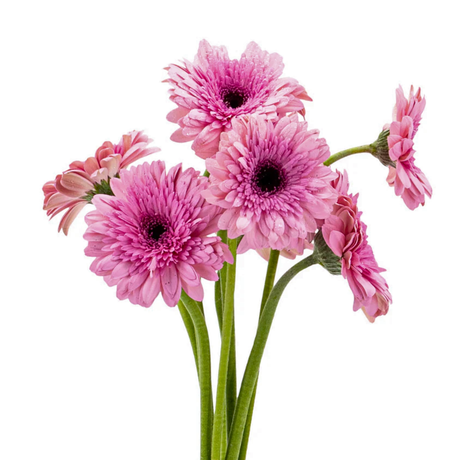 Gerbera (Malaysia)