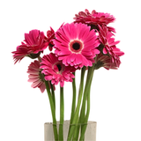 Gerbera (Malaysia)