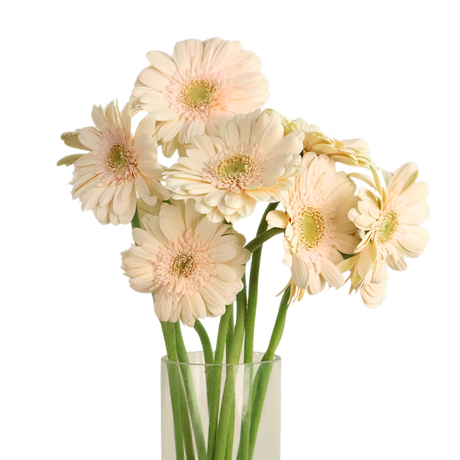Gerbera (Malaysia)