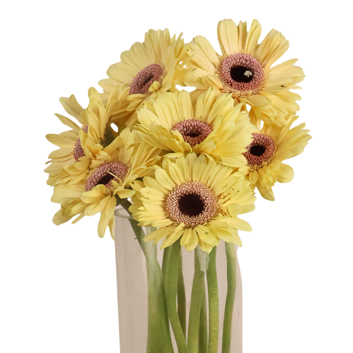 Gerbera (Malaysia)