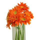 Gerbera - Spider (Malaysia)