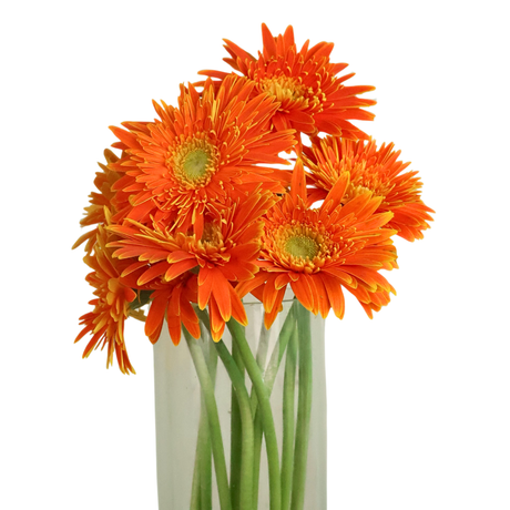 Gerbera - Spider (Malaysia)