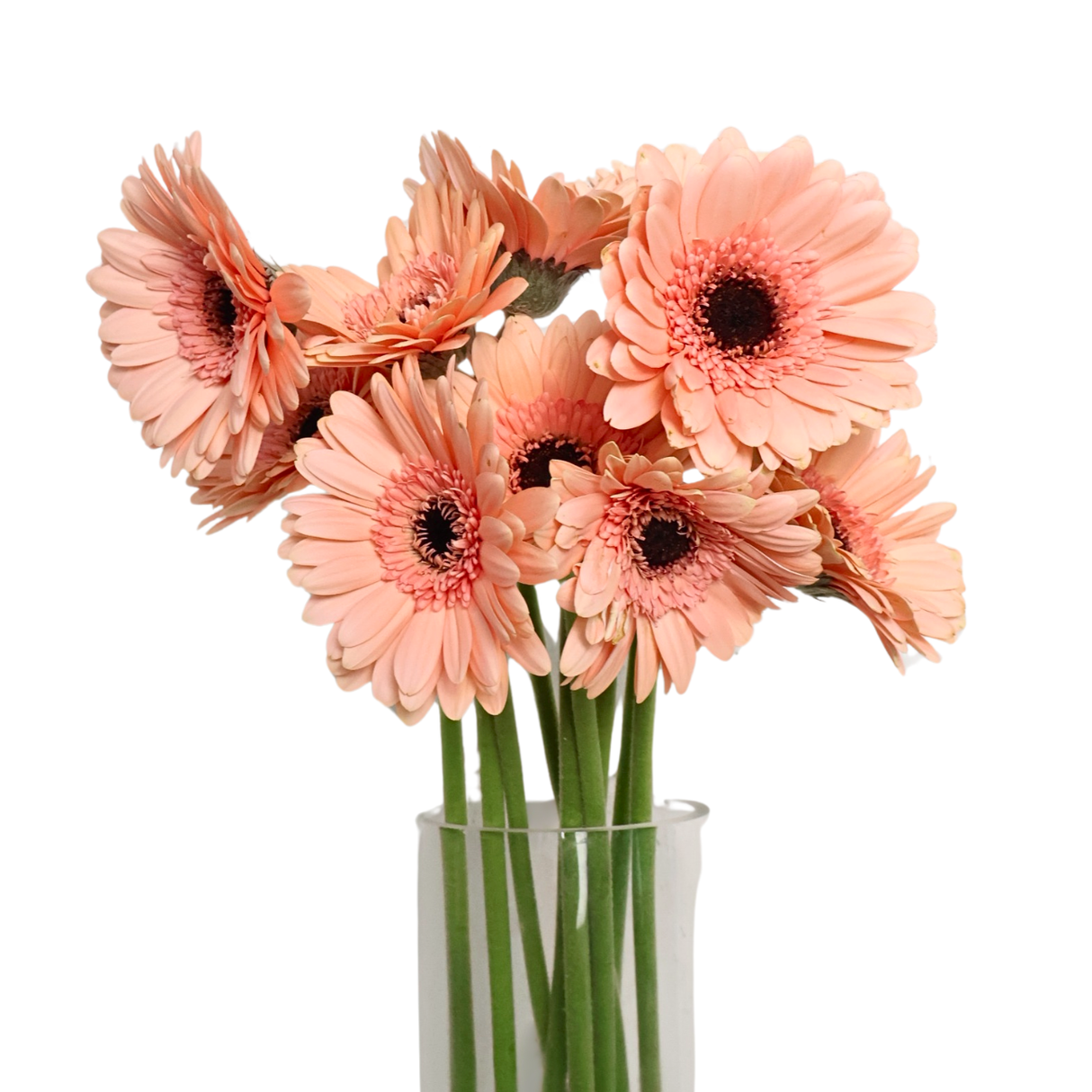 Gerbera (Malaysia)