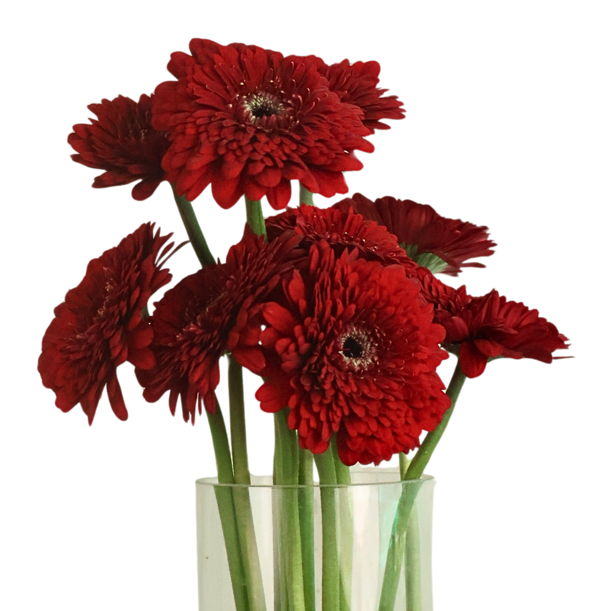 Gerbera - Double Petal (Malaysia)