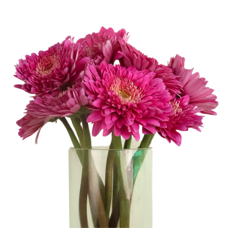 Gerbera - Double Petal (Malaysia)