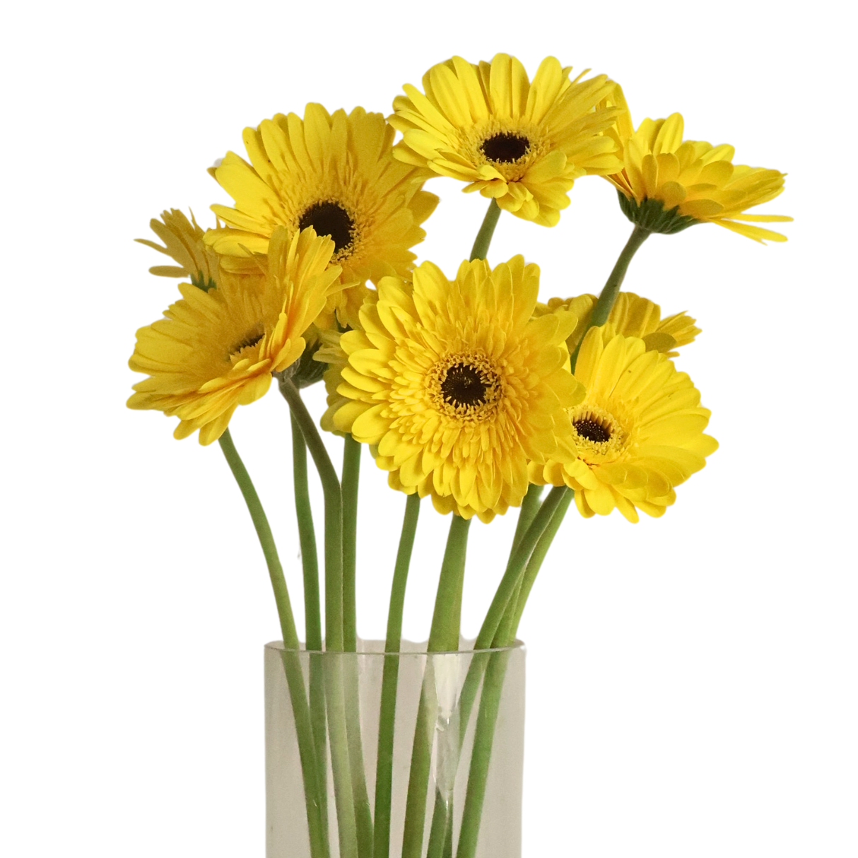 Gerbera (Malaysia)