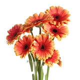 Gerbera (Malaysia)