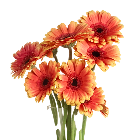Gerbera (Malaysia)