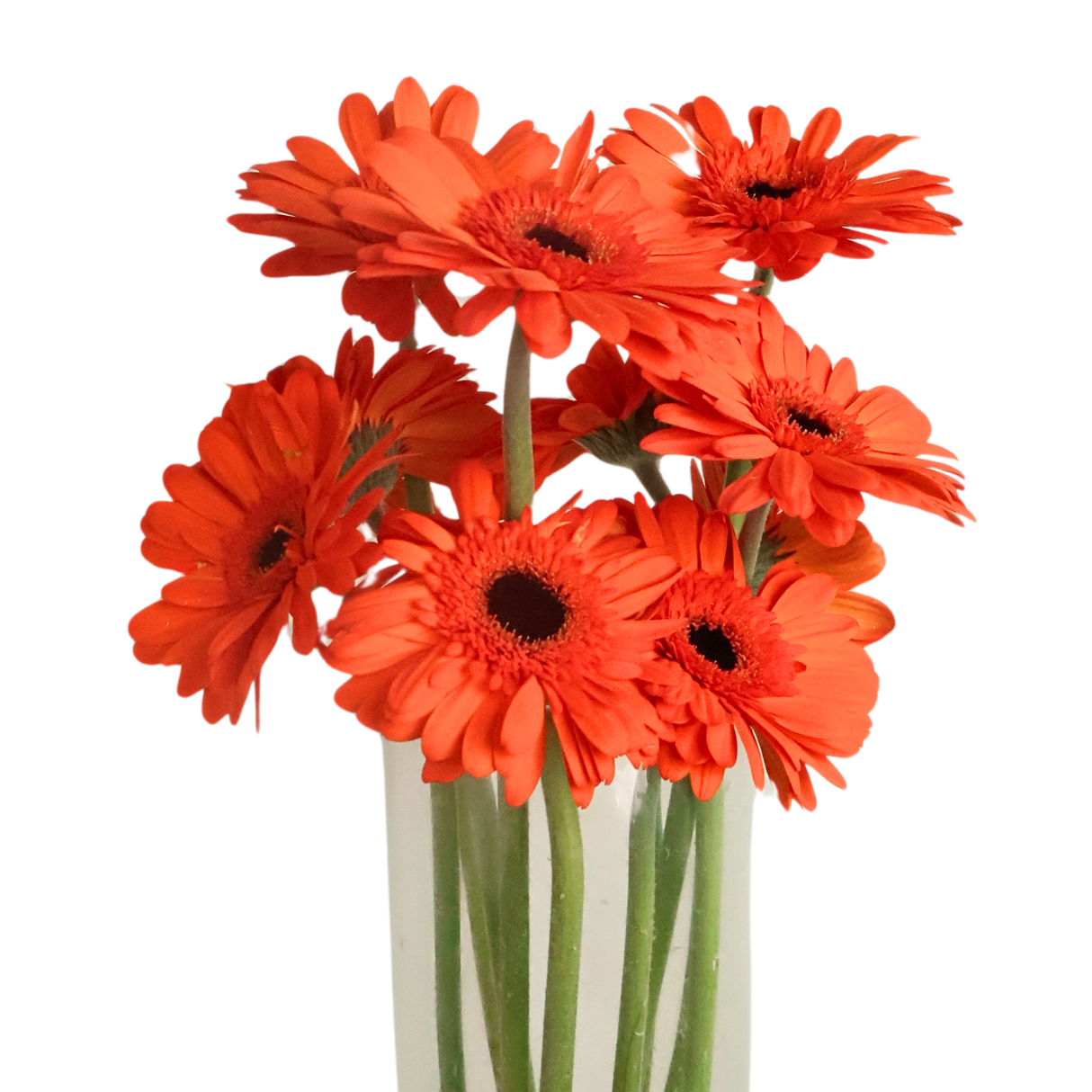 Gerbera (Malaysia)
