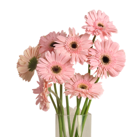 Gerbera (Malaysia)