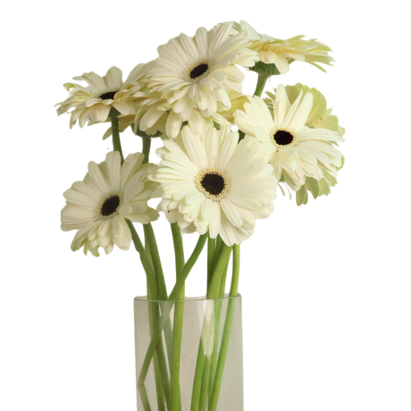 Gerbera (Malaysia)