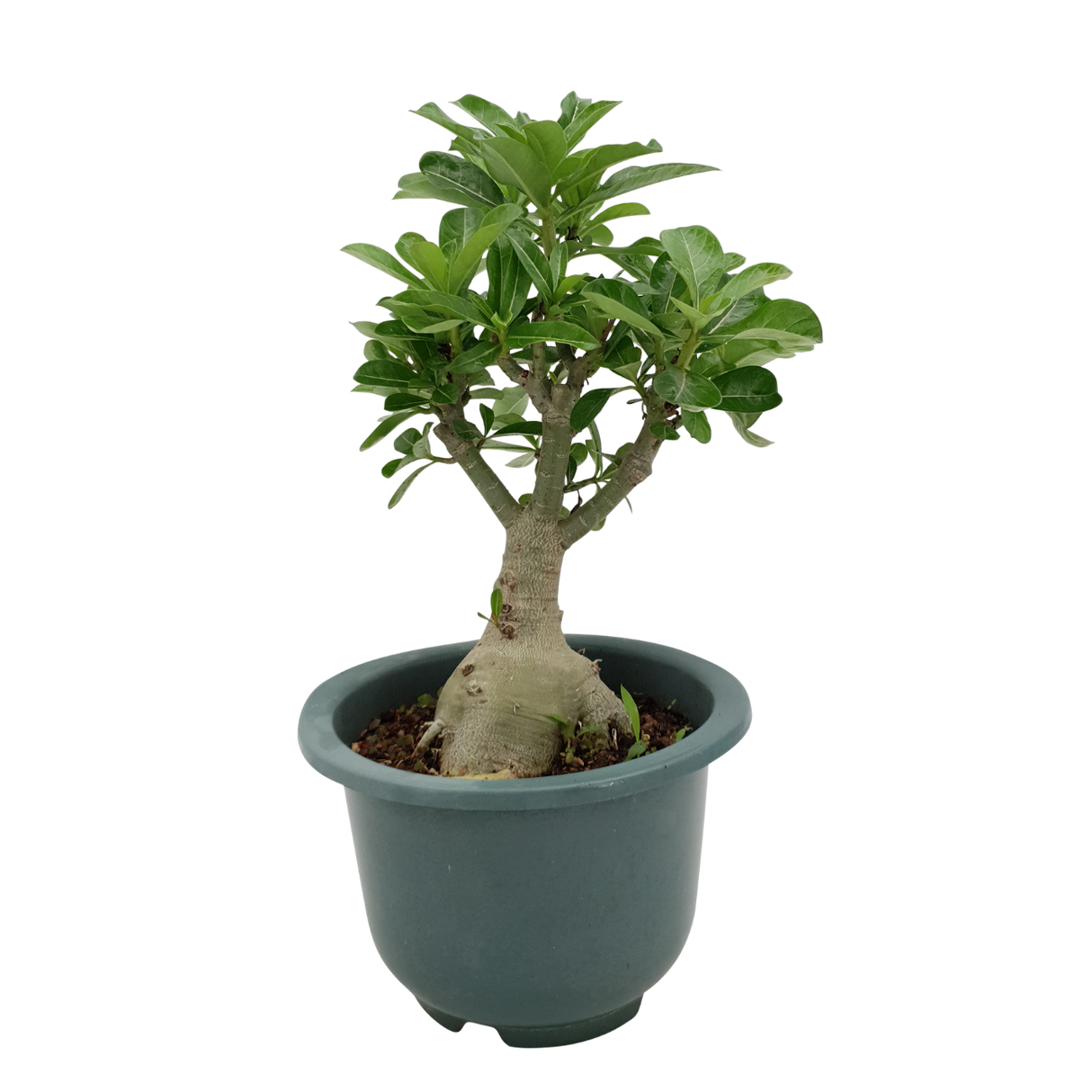 Adenium CH