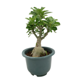 Adenium CH