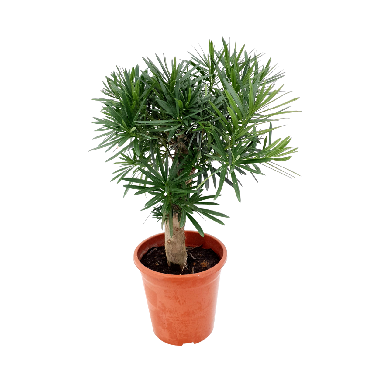 Podocarpus