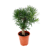 Podocarpus