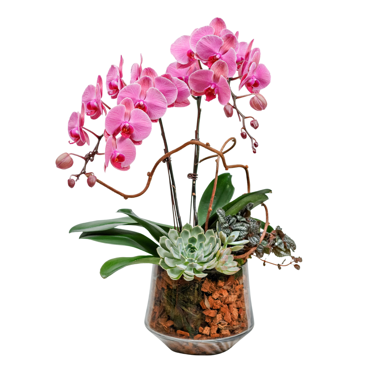 Zen (2 Single Stem) - Orchid Phalaenopsis