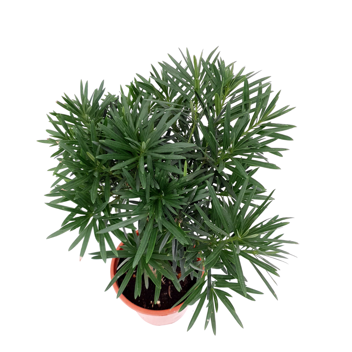 Podocarpus