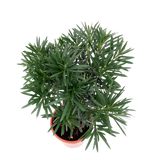 Podocarpus