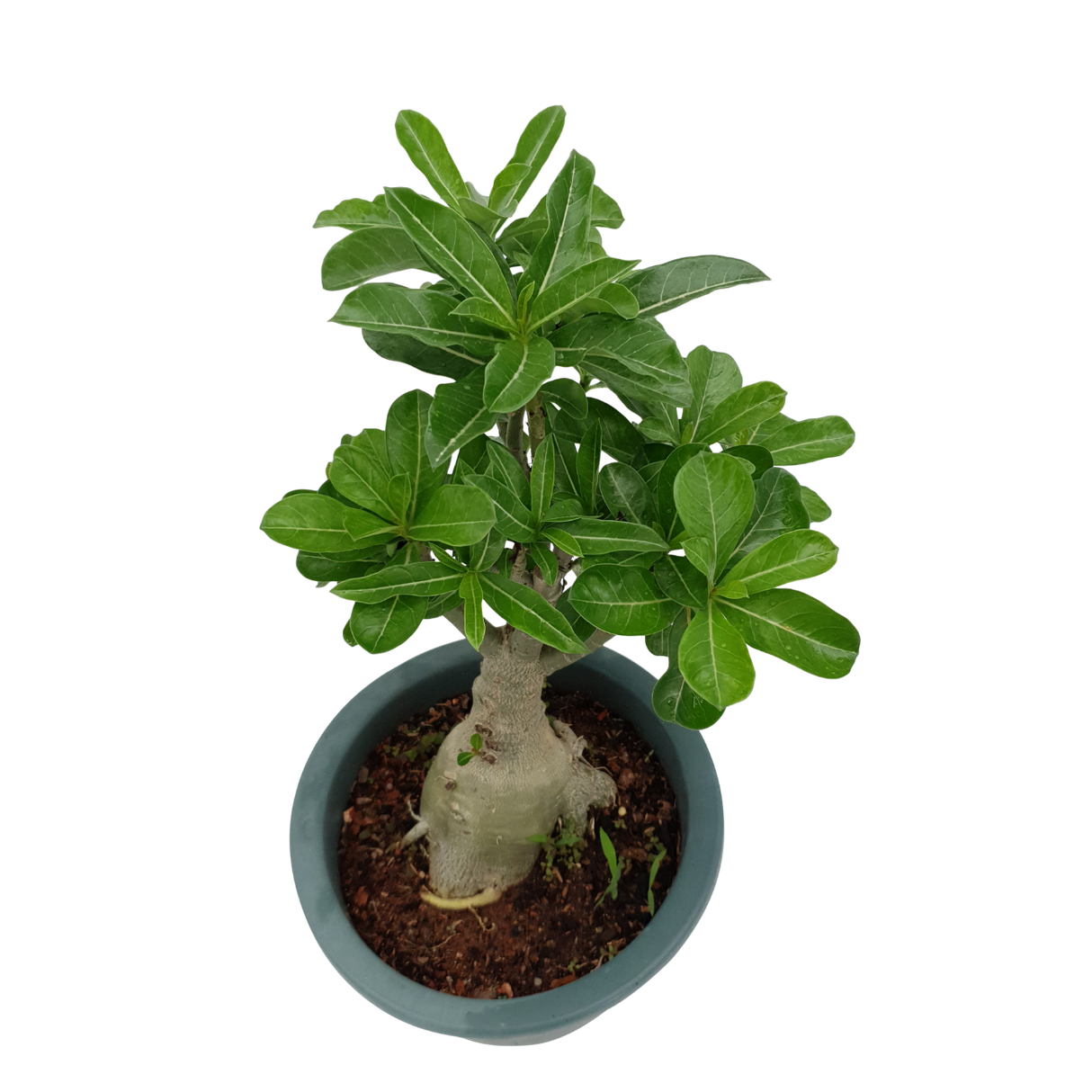 Adenium CH