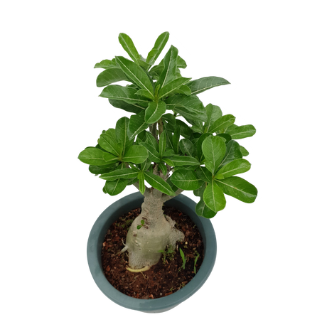 Adenium CH