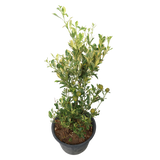 Variegated Lime