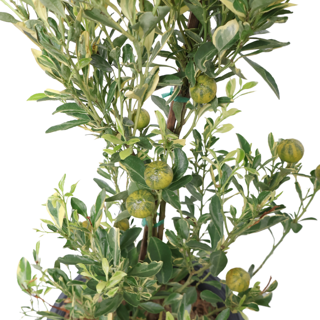 Variegated Lime