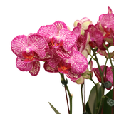 Violet Mirage (2 Single Stalk) - Orchid Phalaenopsis