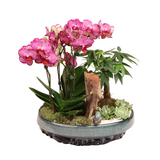 Violet Mirage (2 Single Stalk) - Orchid Phalaenopsis