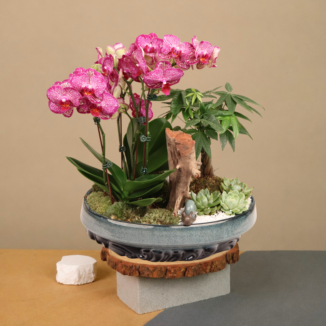 Violet Mirage (2 Single Stalk) - Orchid Phalaenopsis