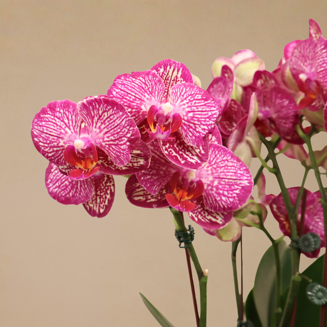 Violet Mirage (2 Single Stalk) - Orchid Phalaenopsis