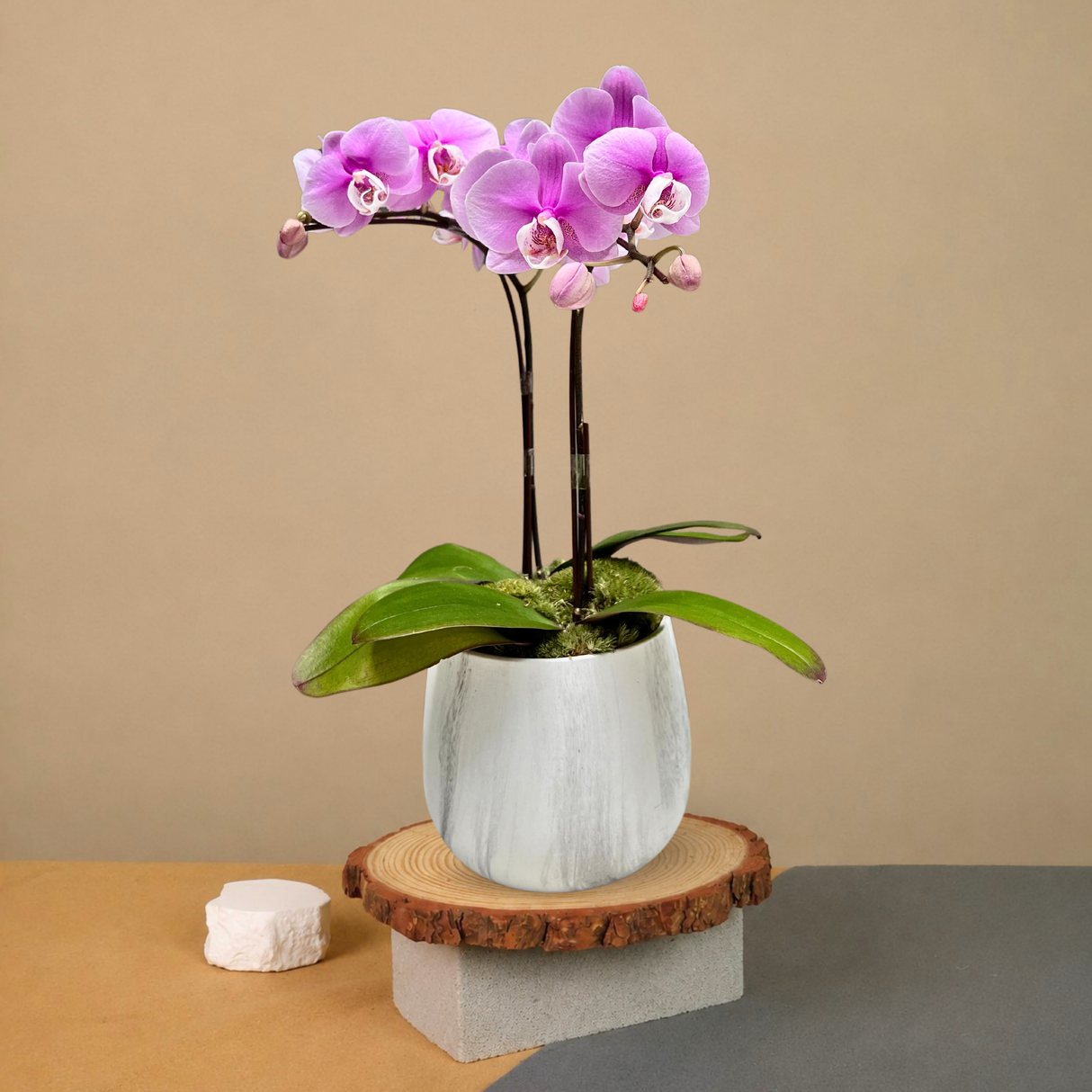 Warm Melody (1 Double Stem) - Orchid Phalaenopsis