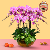 Orchid Royale (12 Single Stalks) - Orchid Phalaenopsis