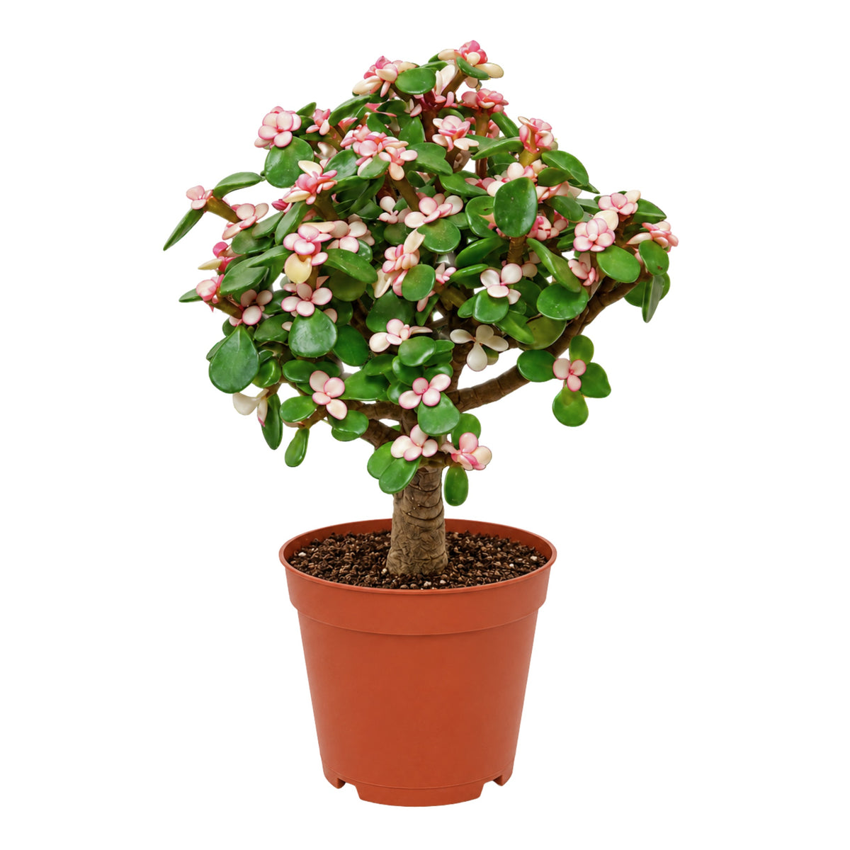 Jade Plant - Ball