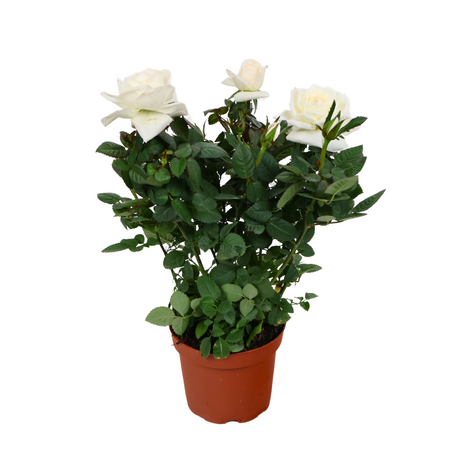 Mini Rose Plant 10.5cm Pot