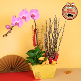 Willow Abundance (1 Single Stalk) - Orchid Phalaenopsis