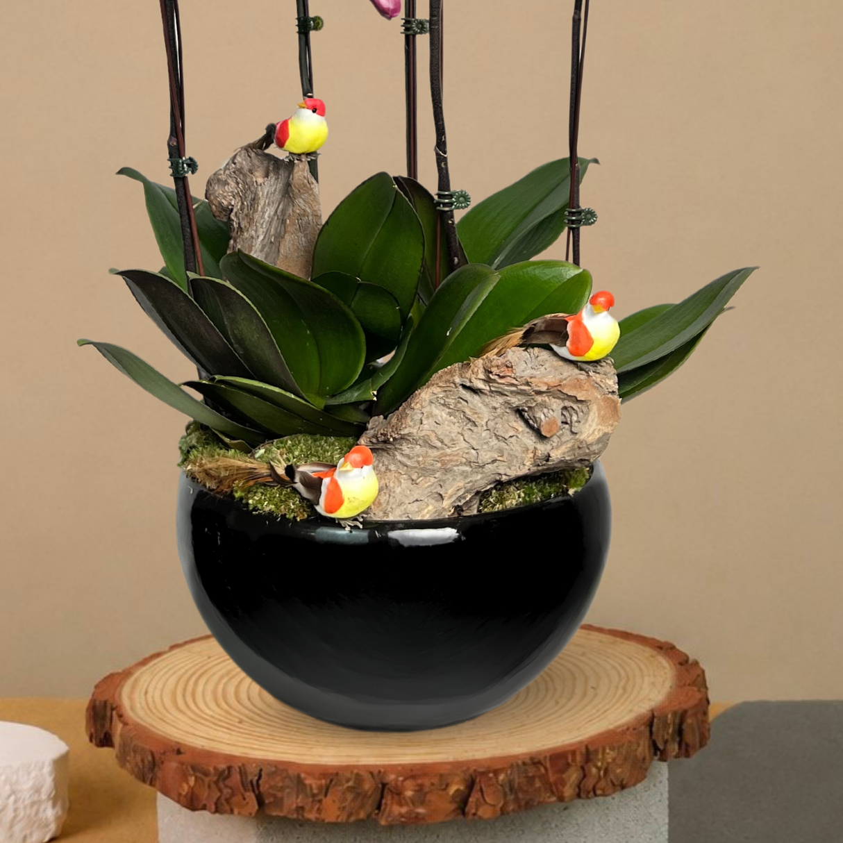Winged Whispers (5 Single Stem) - Orchid Phalaenopsis