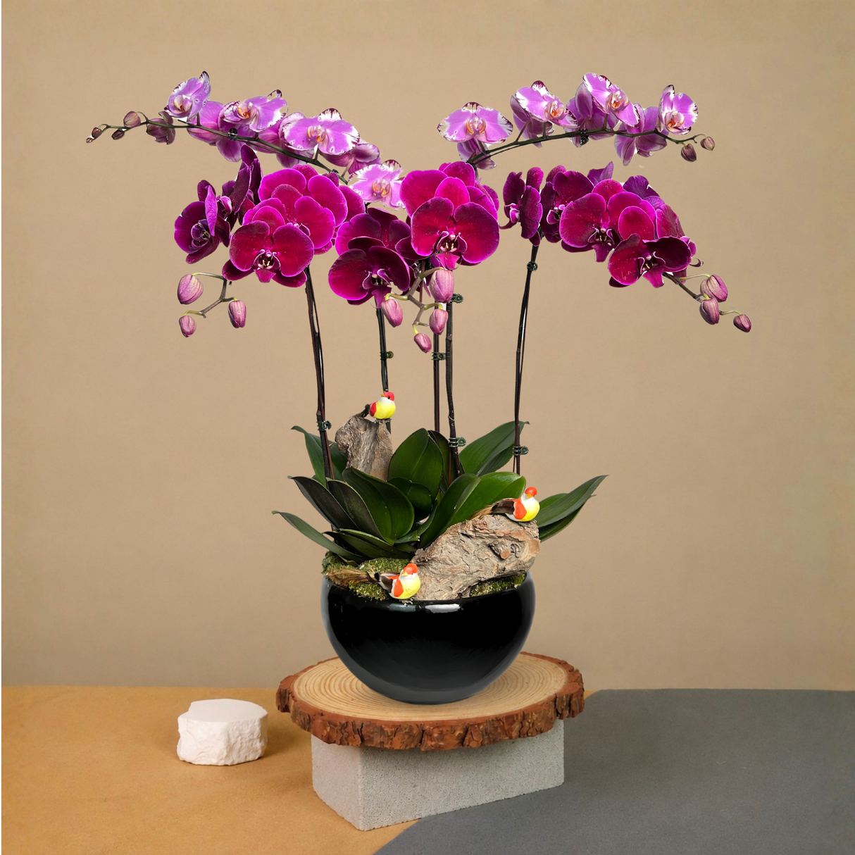 Winged Whispers (5 Single Stem) - Orchid Phalaenopsis